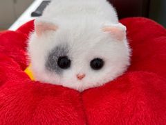 -鹰巢数码·EAGLE’S NEST(SKP店)