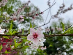 -上海市龙华烈士陵园