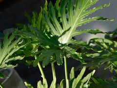 -北马山庄植趣咖啡