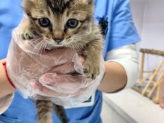 -博特宠物医院24h犬猫全科.骨科·异宠