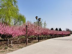 -永定河休闲森林公园