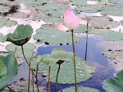 -映月湖公园