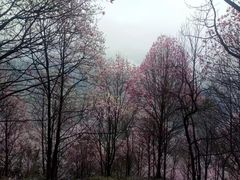 -九皇山景区