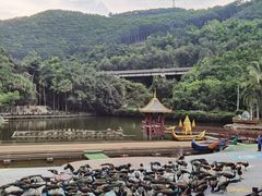 -西双版纳原始森林公园