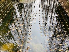 -东平国家森林公园