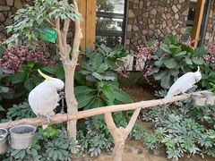 -南宫五洲植物乐园