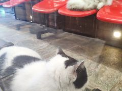 -猫咪博物馆(顶澳仔猫街店)