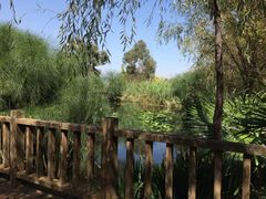 -五甲塘生态湿地公园