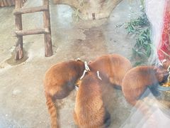 -辛玛王国游乐园