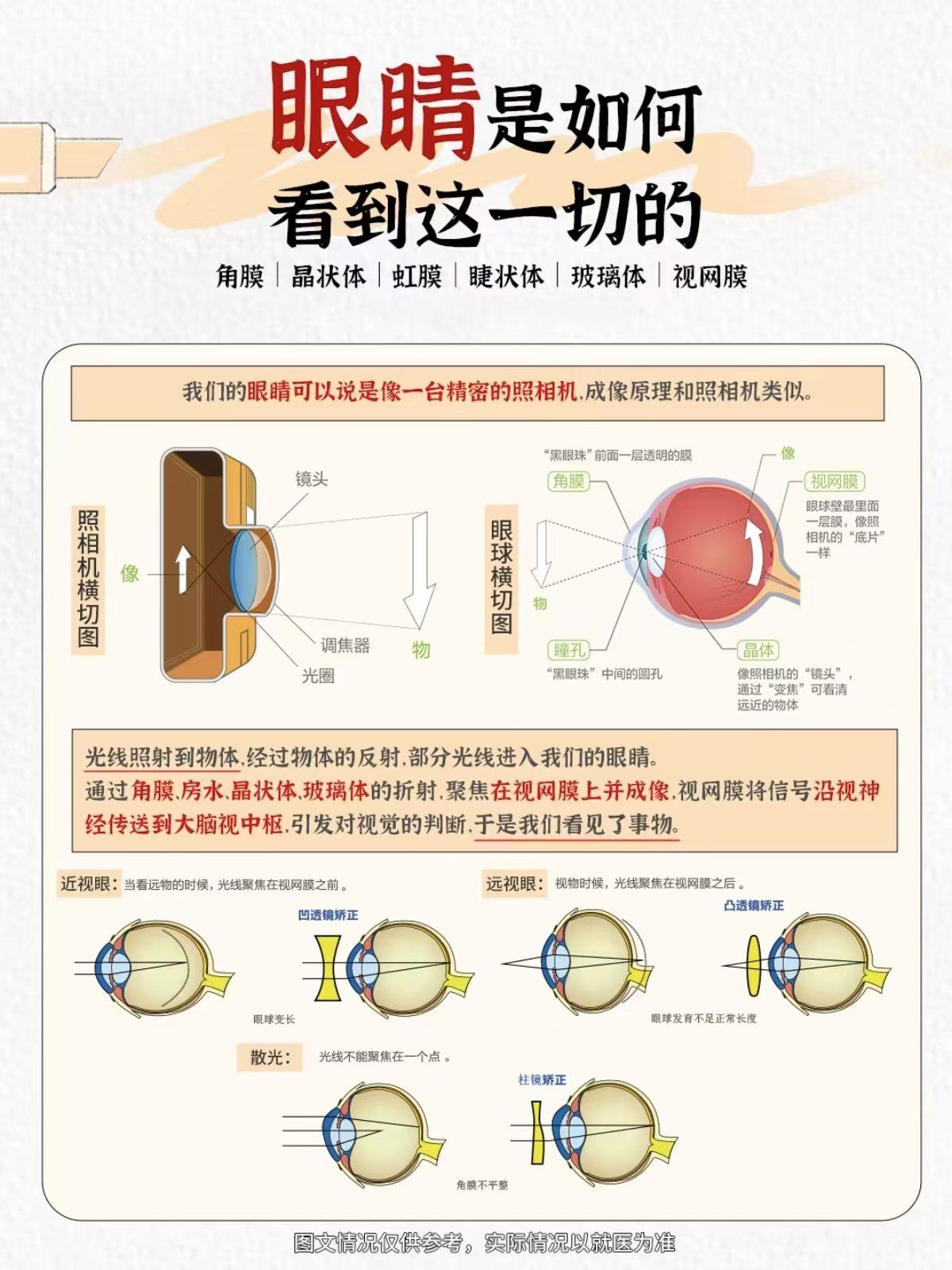 今日分享我们的眼睛是如何看到事物的?
