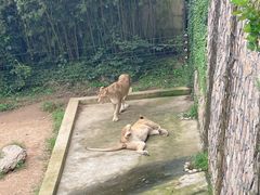-西霞口神雕山野生动物世界