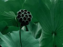 -四川大学(华西校区)