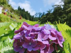 -鼓岭旅游度假区