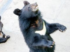 -西霞口神雕山野生动物世界