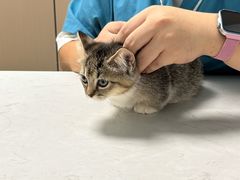 -瑞派伍一宠物医院·眼科·骨科·猫科转诊中心(马王堆院)