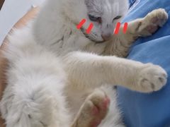-宠颐生宠物医院外科·内科·皮肤科·影像科(石龙店)