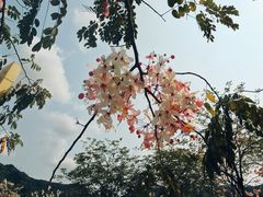 -白石龙音乐公园