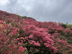 -木兰云雾山