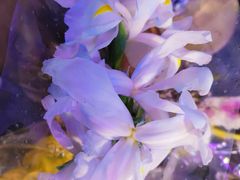 -花鸟鱼虫鲜花绿植市场(玉泉路店)