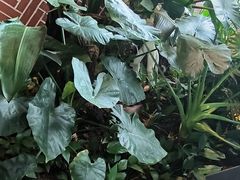 -大快乐牛排咖啡馆·本地西餐厅(南溪钻石城店)