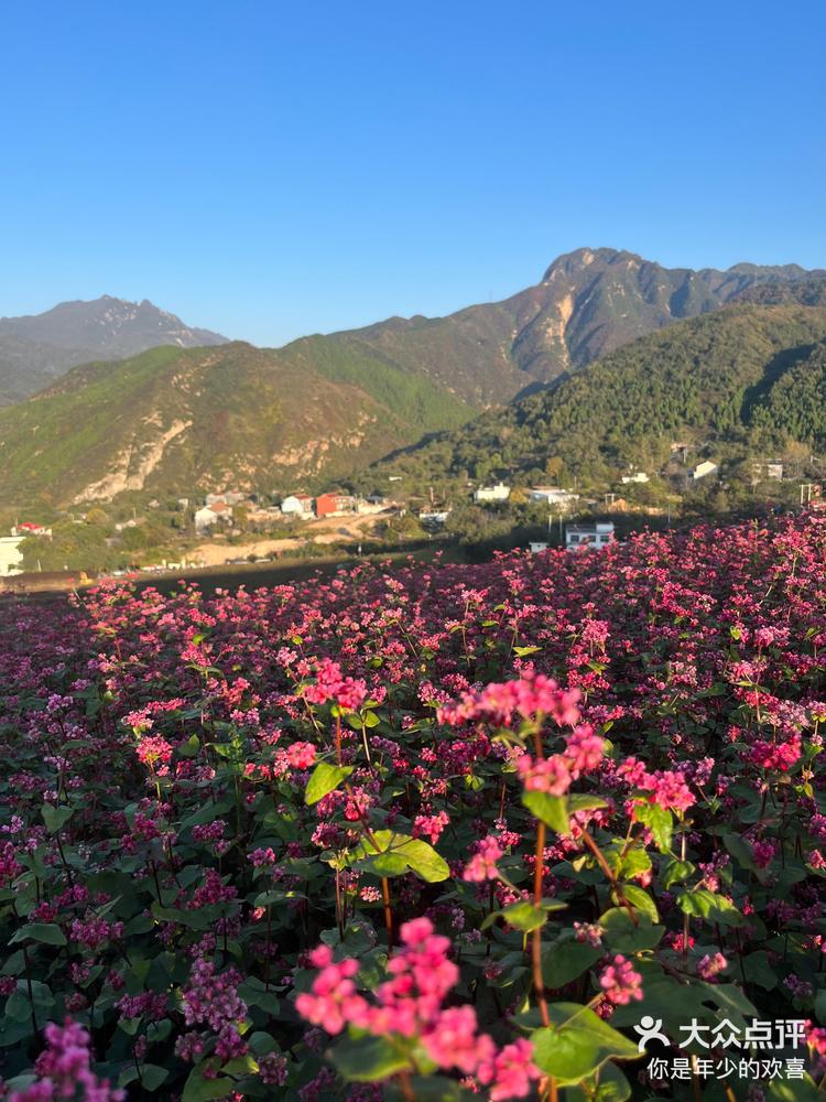 蓝田玉山荞麦花海图片