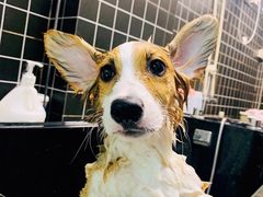 -Goku PET SHOP宠物视觉生活馆(双井店)
