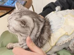 -共舞时光猫咖·狗咖(新街口店)