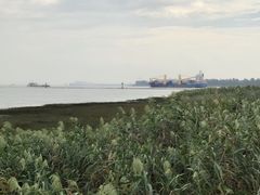 -吴淞炮台湾湿地森林公园烧烤区