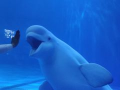 -多彩贵州城极地海洋世界