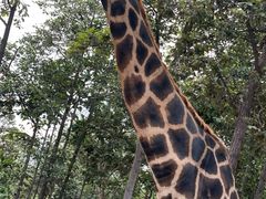 -清迈夜间动物园