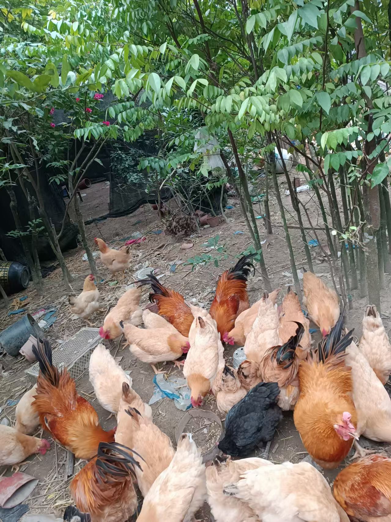 竹林鸡群嬉戏场