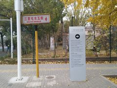 -三里屯东五街银杏大道