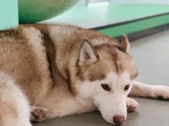 -Husky Go! 哈士奇体验馆·宠物咖啡厅狗咖