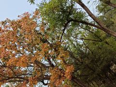 -白水寺森林公园