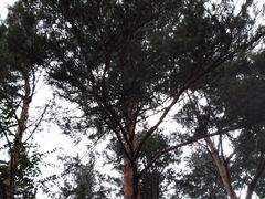 -美人松苑