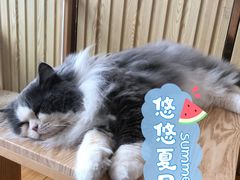 鳌拜-Catmate·猫肥家润(金润铂宫店)