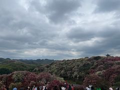 -贵州百里杜鹃风景名胜区