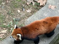 -都江堰中华大熊猫苑