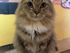 -喵小馆·猫咖狗咖猪咖·饮品店