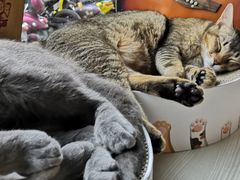 -喵屿·大理花园猫咖