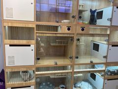 -山宅一喵德文卷毛猫舍