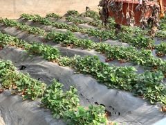 -万源龙顺度假庄园生态观光园