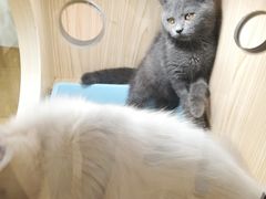 -屋虎猫馆(宝安大仟里店)