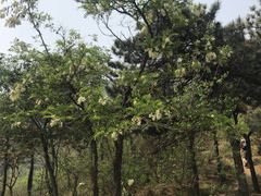 -北京鹫峰国家森林公园
