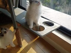 -70cat德文卷毛猫·缅因猫纯种猫舍