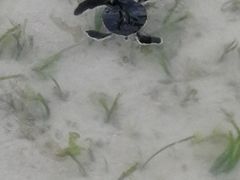 -马达京岛