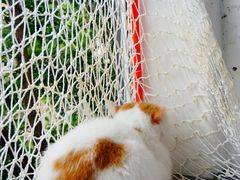 -喵屿·大理花园猫咖