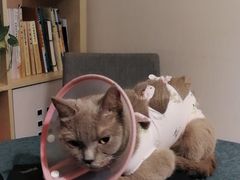 -纳吉亚猫专科动物医院博雅分院
