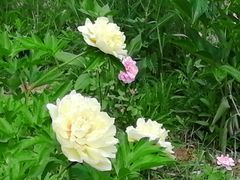 -长春公园(普阳街道)