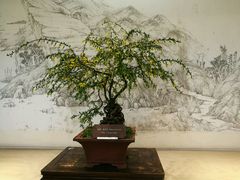-盆景园(扬州大运河文化旅游度假区)